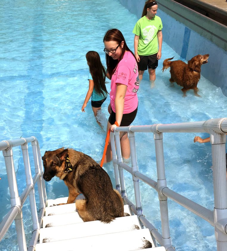 getting a dog from the pound